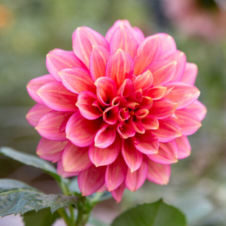 Florelie Guava