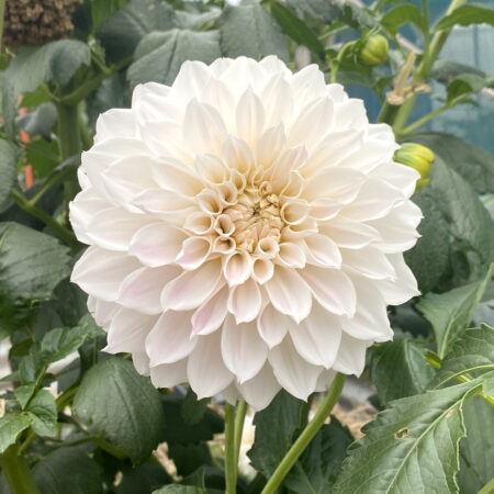 Everbloom First Dance
