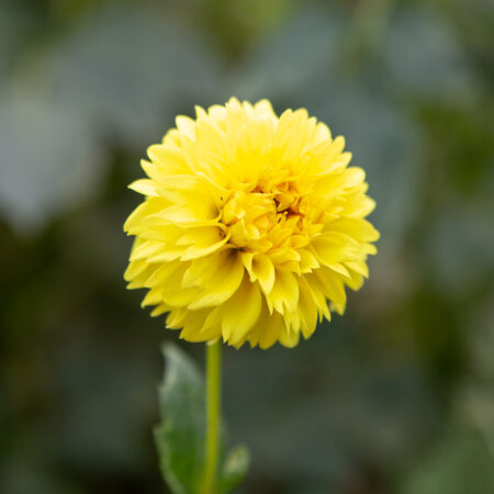 Florelie Dandelion