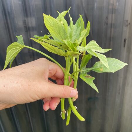 3 x Sweet Potato Slips (Victoria Only)