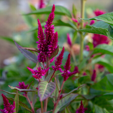 Celosia Seeds - Pink mix