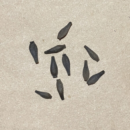 Dahlia Seeds from Boundary Snowflake
