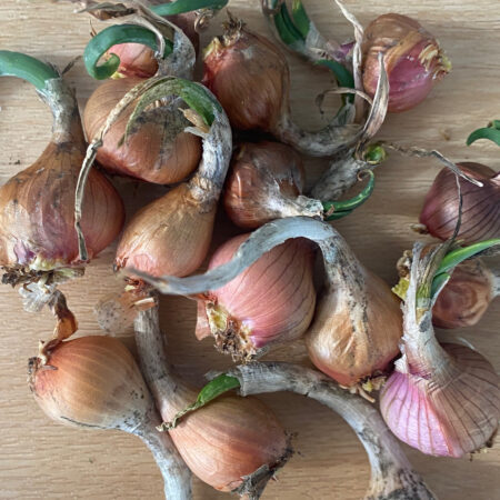 8 x Egyptian Walking Onion Bulbs