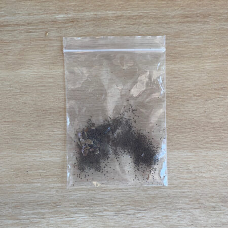 Mullein Seeds