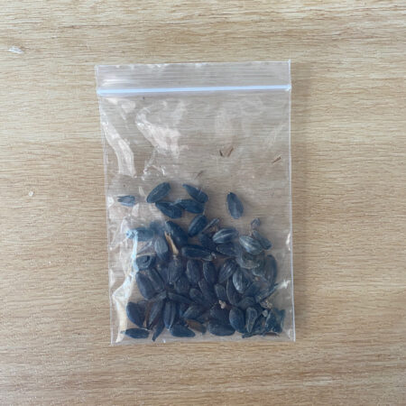 Sunflower Seeds